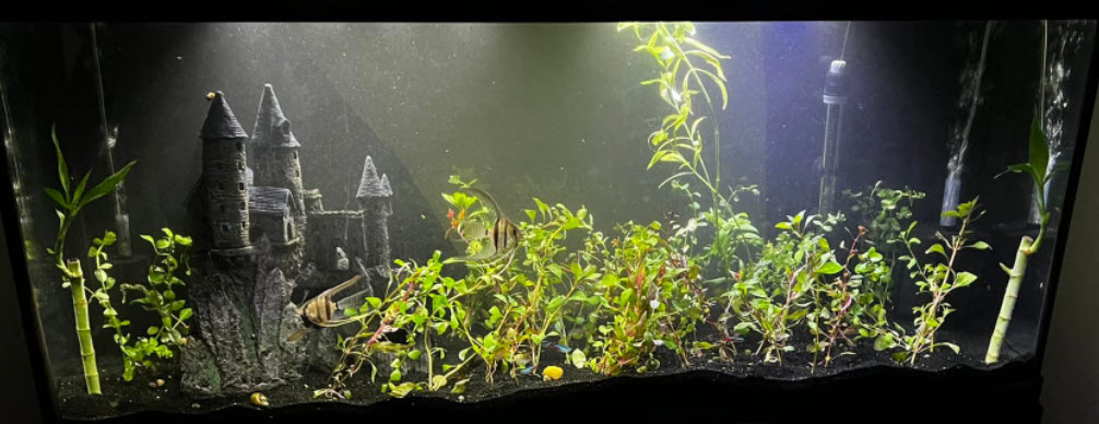 Low Tech Planted Aquarium