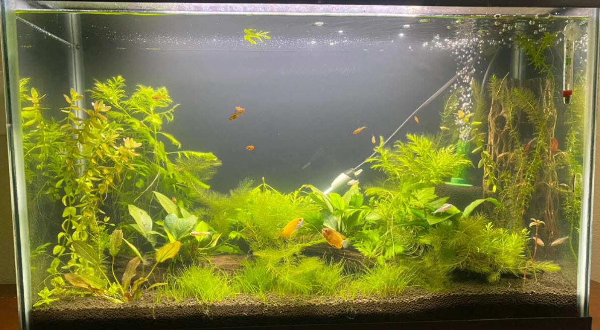 Low Tech Planted Aquarium