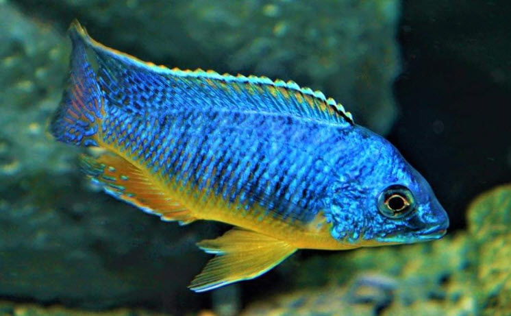 Protomelas sp. spilonotus Tanzania