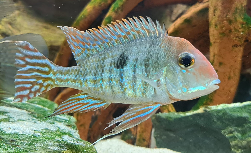 Geophagus abalios