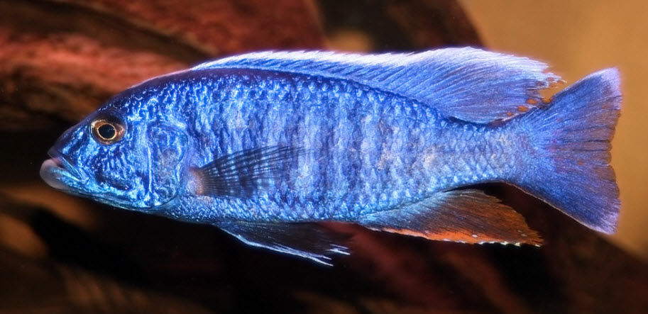 Sciaenochromis fryeri