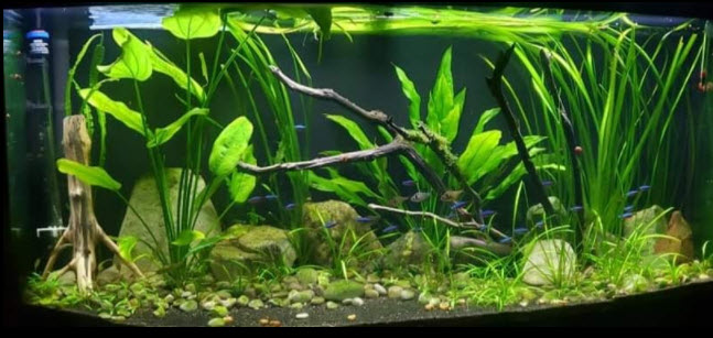 "Natural" Aquarium