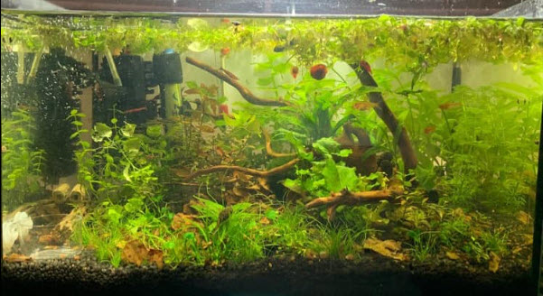 "Natural" Aquarium