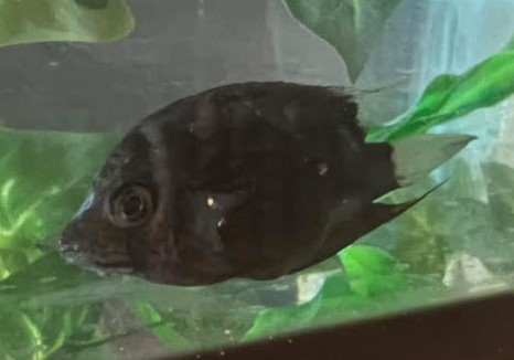 Black Death in a Severum