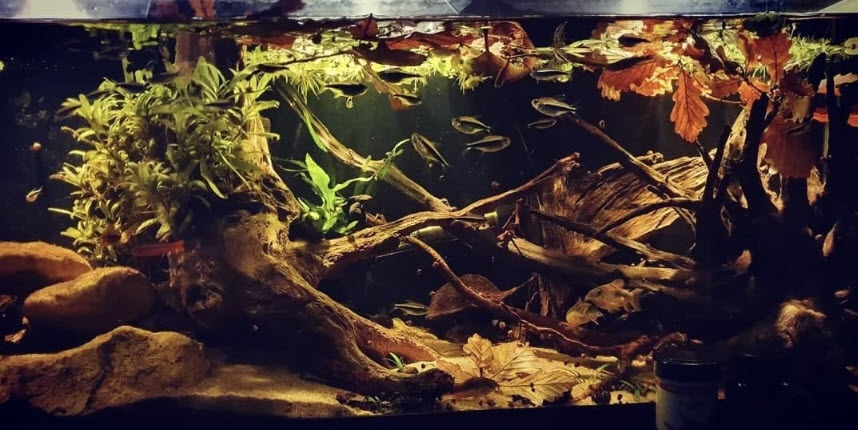 Blackwater-aquarium