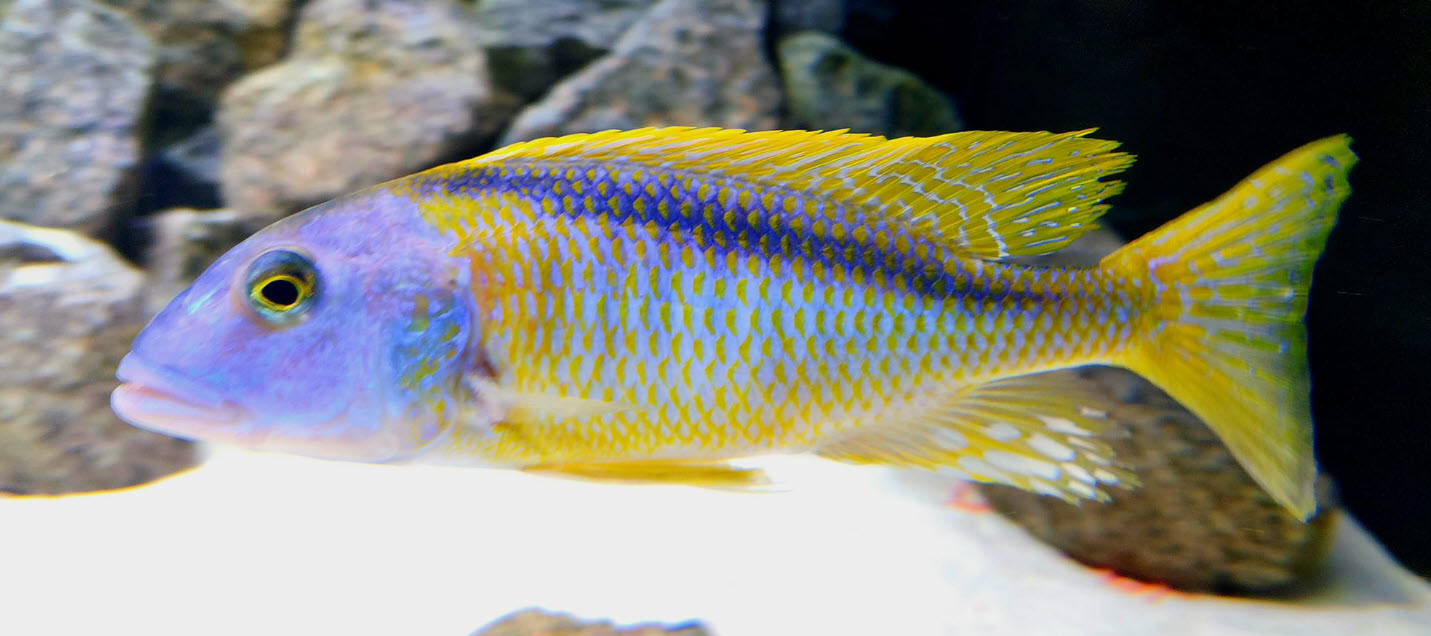 Buccochromis rhoadesii