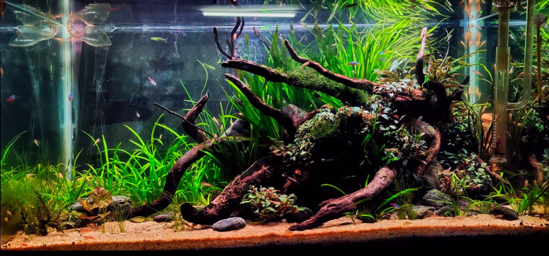 High Tech Planted Aquarium