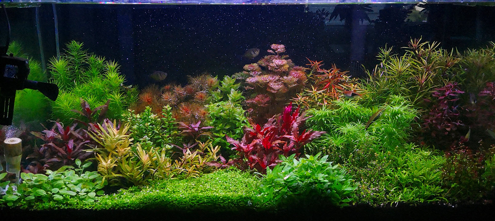 High Tech Planted Aquarium