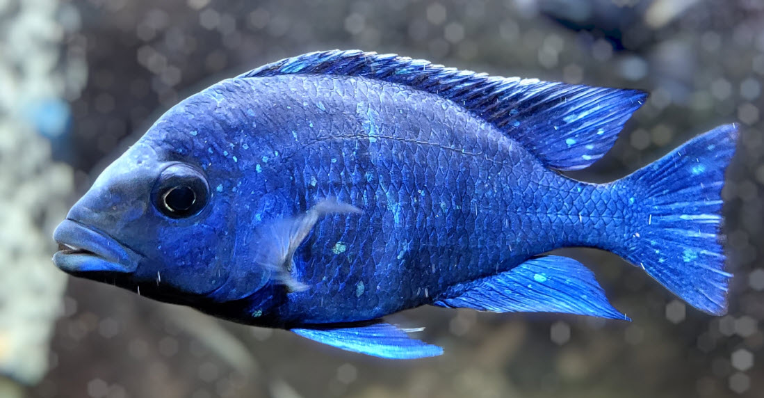 Placidochromis phenochilus Tanzania