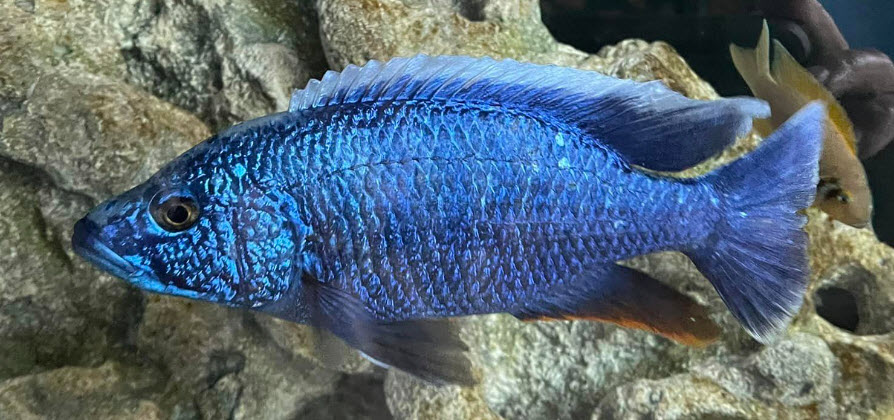 Sciaenochromis fryeri