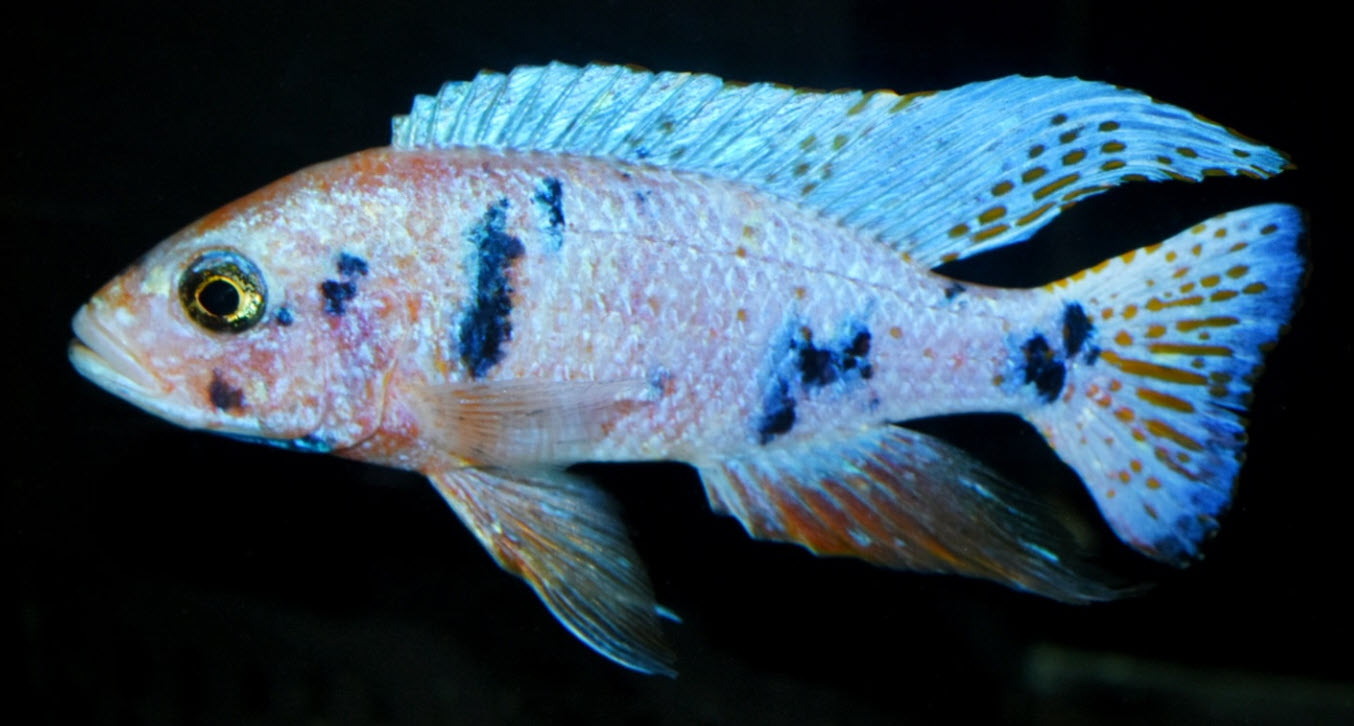 Sciaenochromis fryeri Iceberg