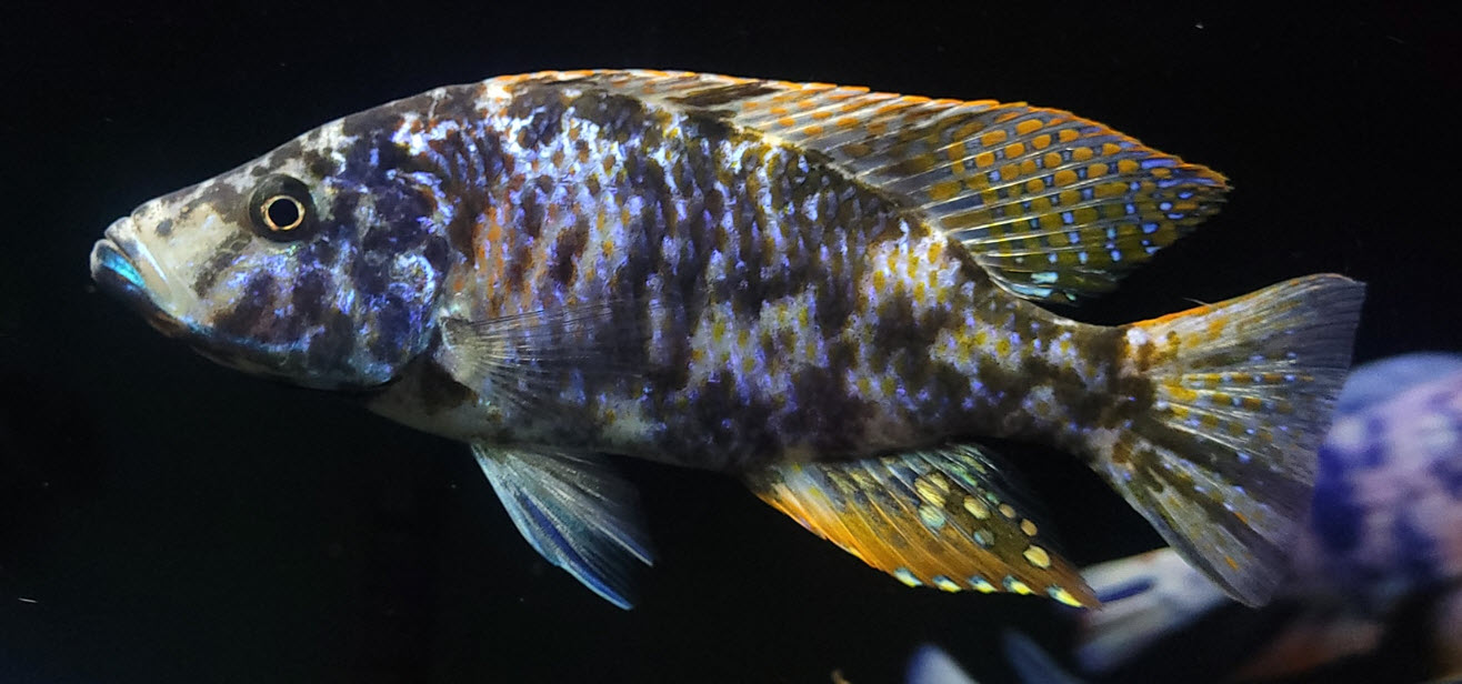 Sciaenochromis fryeri OB Black