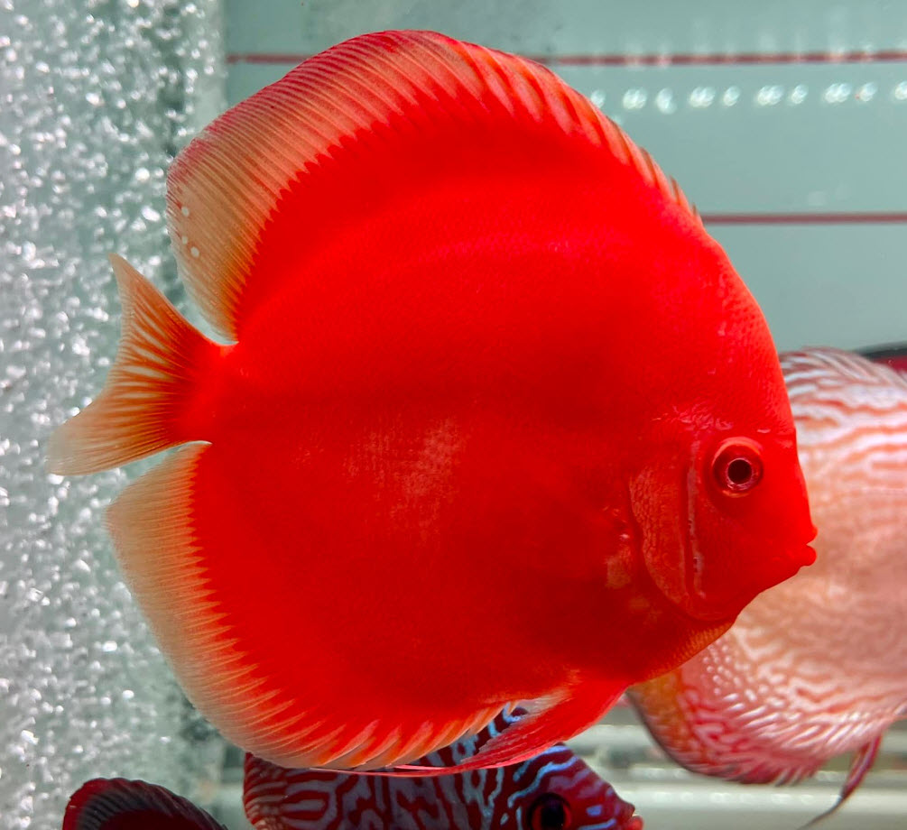 Symphysodon aequifasciatus Albino Red Discus