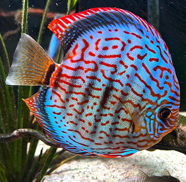 Symphysodon aequifasciatus Discus