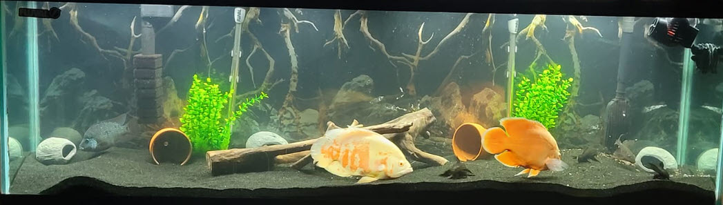 Black Diamond Media as a Substrate