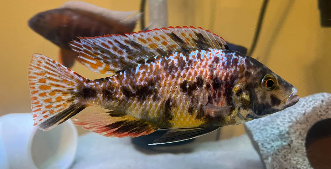 Dimidiochromis compressiceps OB Malawi Eye Bitter