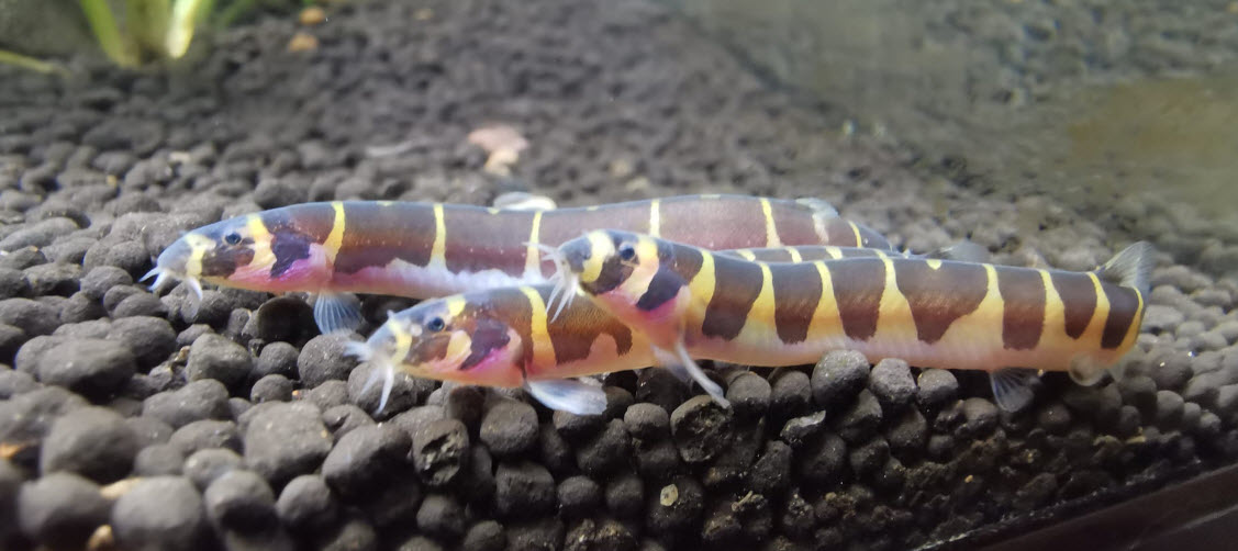 Kuhli Loach