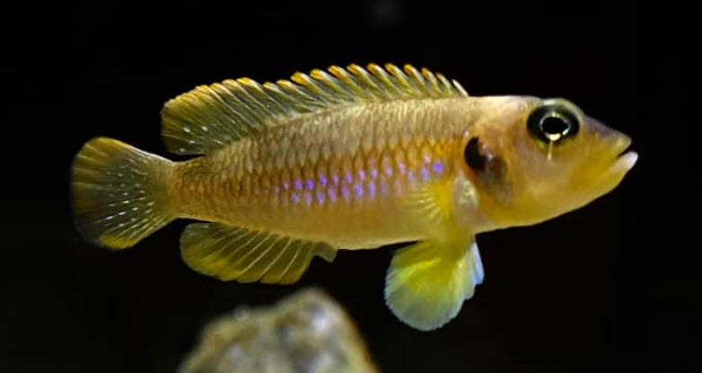 Lamprologus ocellatus Gold Shellie