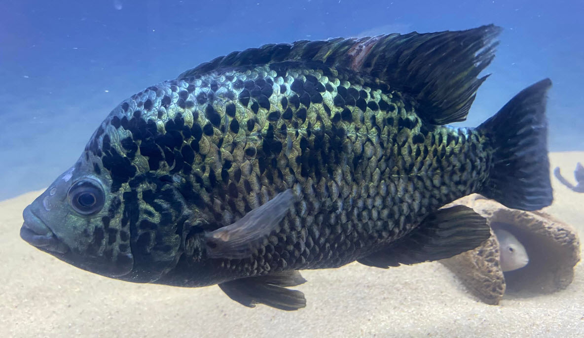 Nandopsis tetracanthus Cuban Cichlid