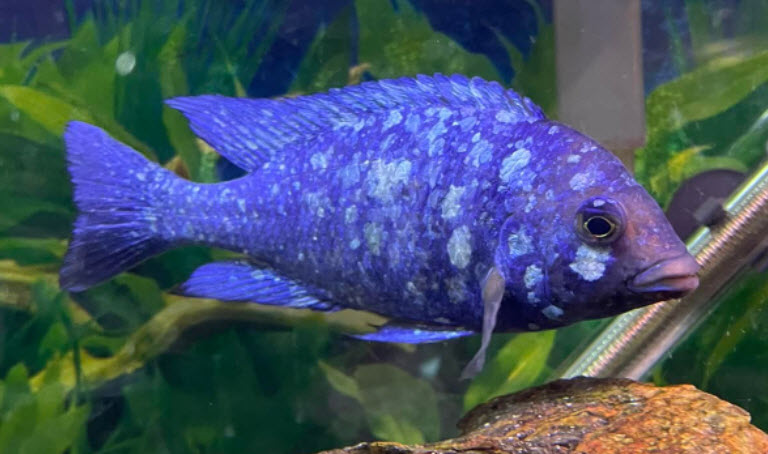 Placidochromis sp. Phenochilus Tanzania Star Sapphire