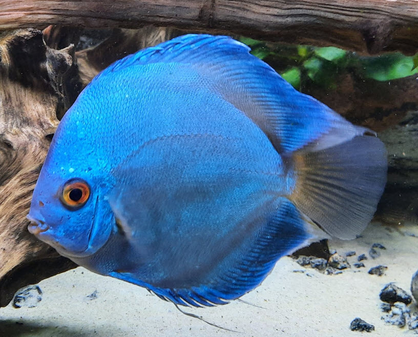 Symphysodon aequifasciatus Blue Diamond Discus