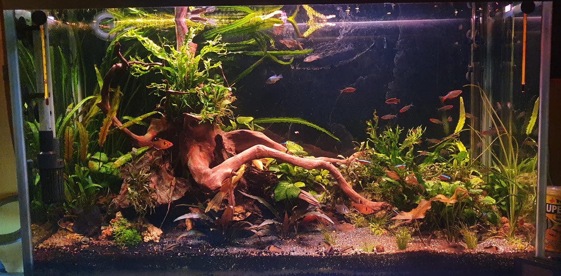 "Natural" Aquarium