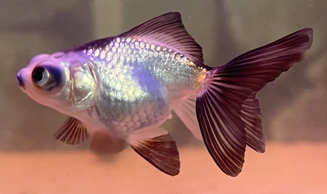 Panda Goldfish