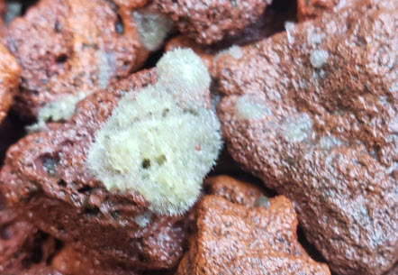 freshwater sponge
