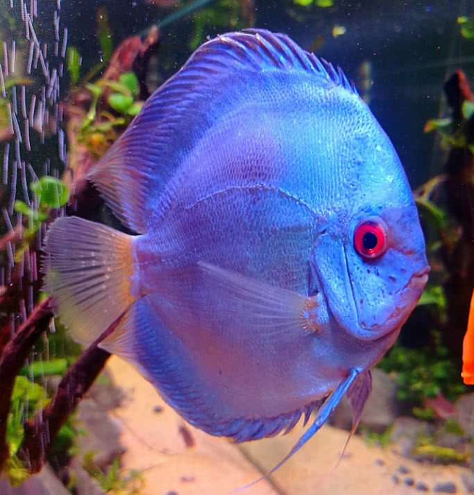 Symphysodon aequifasciatus Blue Moon Discus