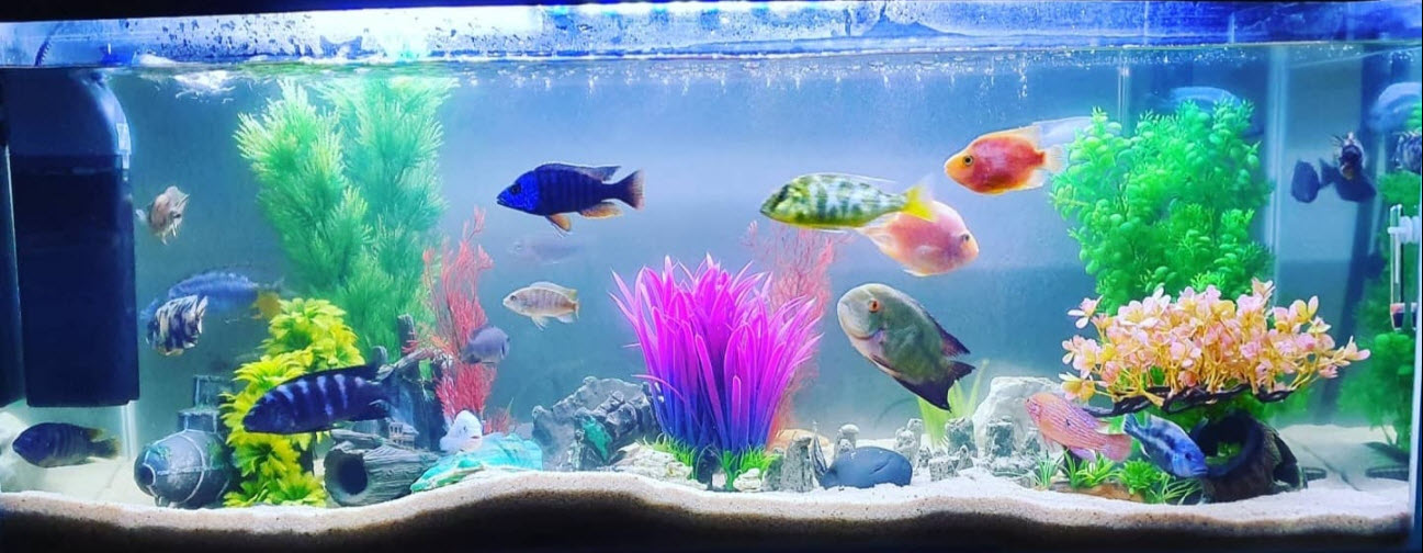 Beginner Aquarium that is Doomed to Fail