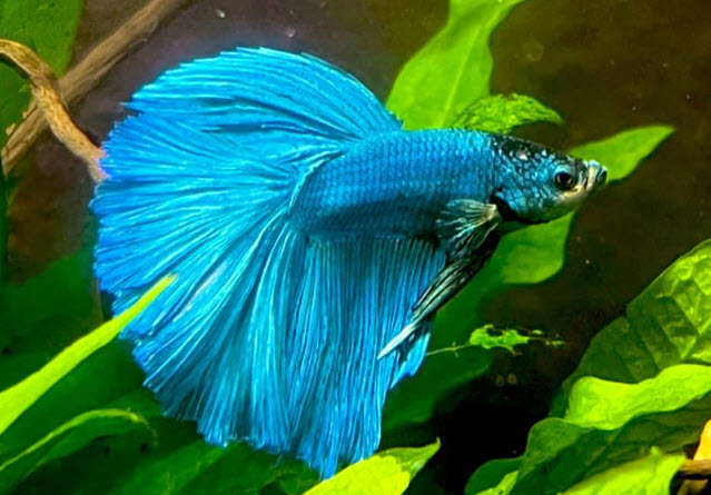 Betta