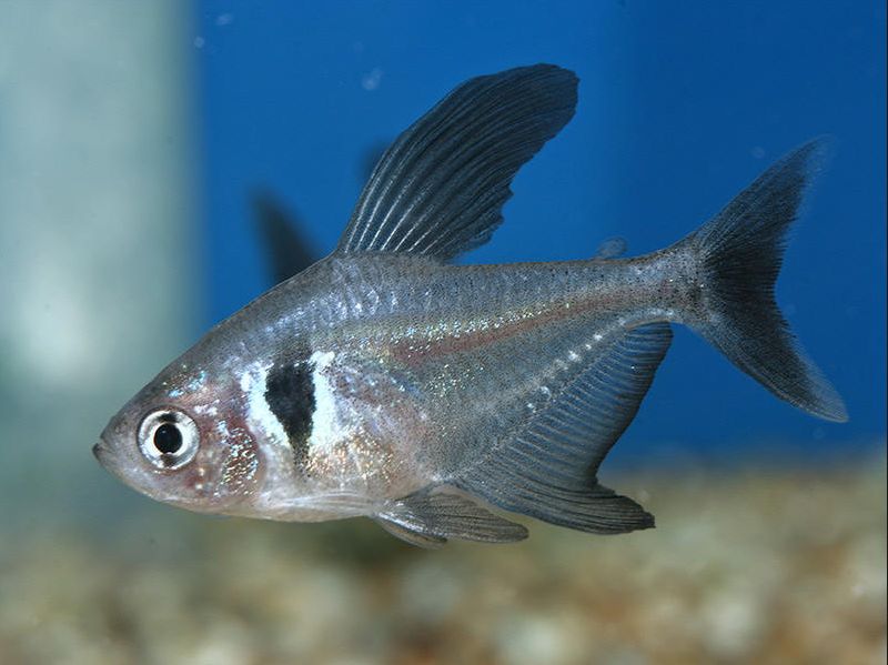 Black Phantom Tetra