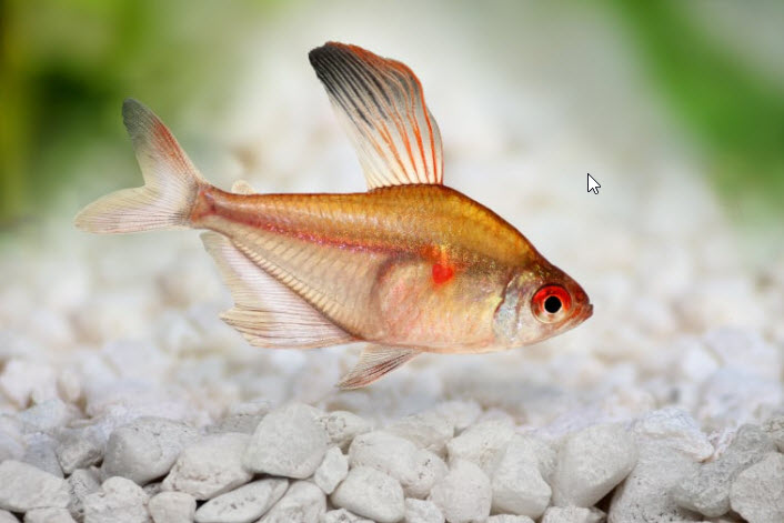 Bleeding Heart Tetra