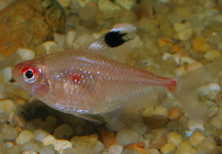 Hyphessobrycon erythrostigma – Bloedvlek Tetra