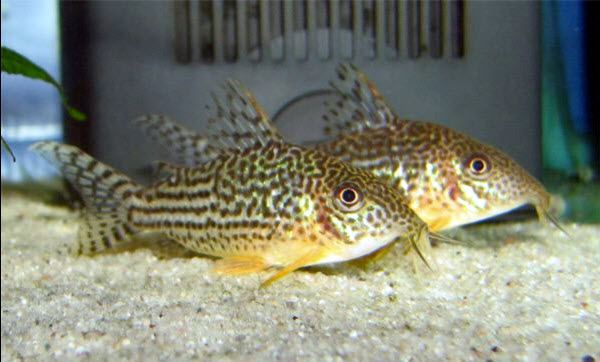 Corydoras haraldschultzi