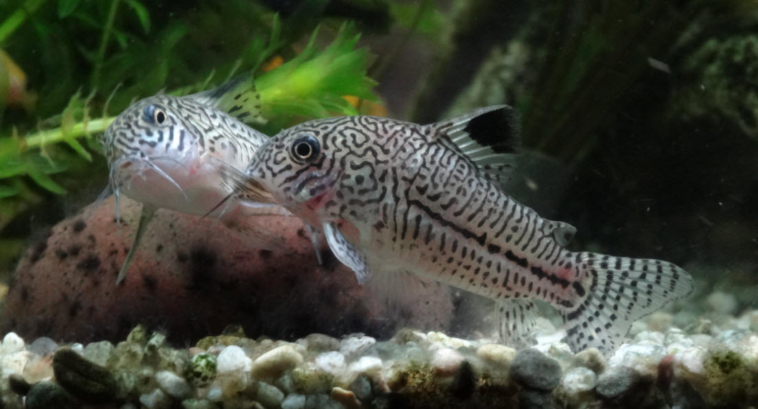 Corydoras julii