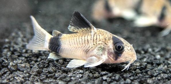 Aquarium Fish Corydoras panda, Panda Cory