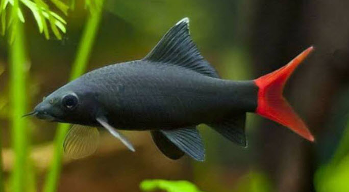 Epalzeorhynchos bicolor Red-tailed Black Shark