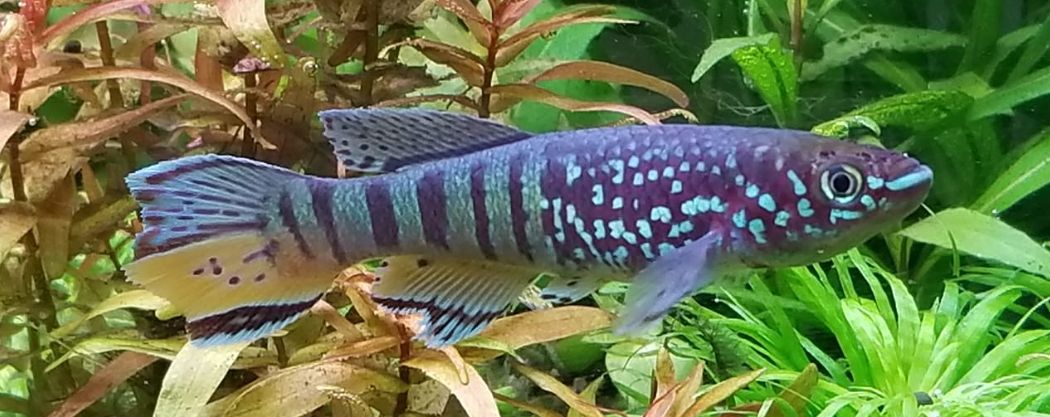 Fundulopanchax sjoestedti, killifish