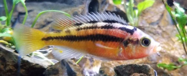 Haplochromis sauvagei Rock Kribensis Vic