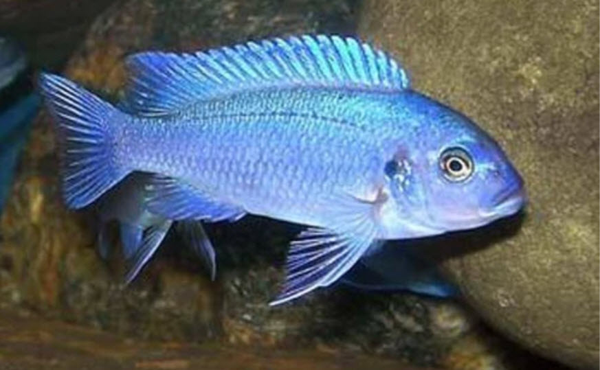 Maylandia callainos Cobalt Blue Cichlid