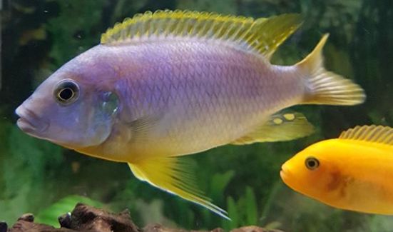 picture of an aquarium fish Petrotilapia Chitimba bay