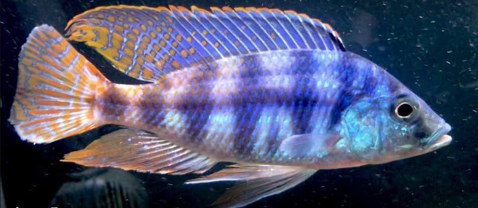 picture of an aquarium fish Placidochromis johnstoni